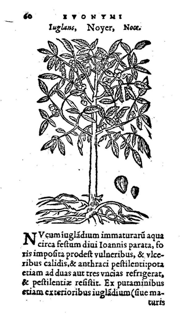 Graphic of Walnut Tree and Latin Caption